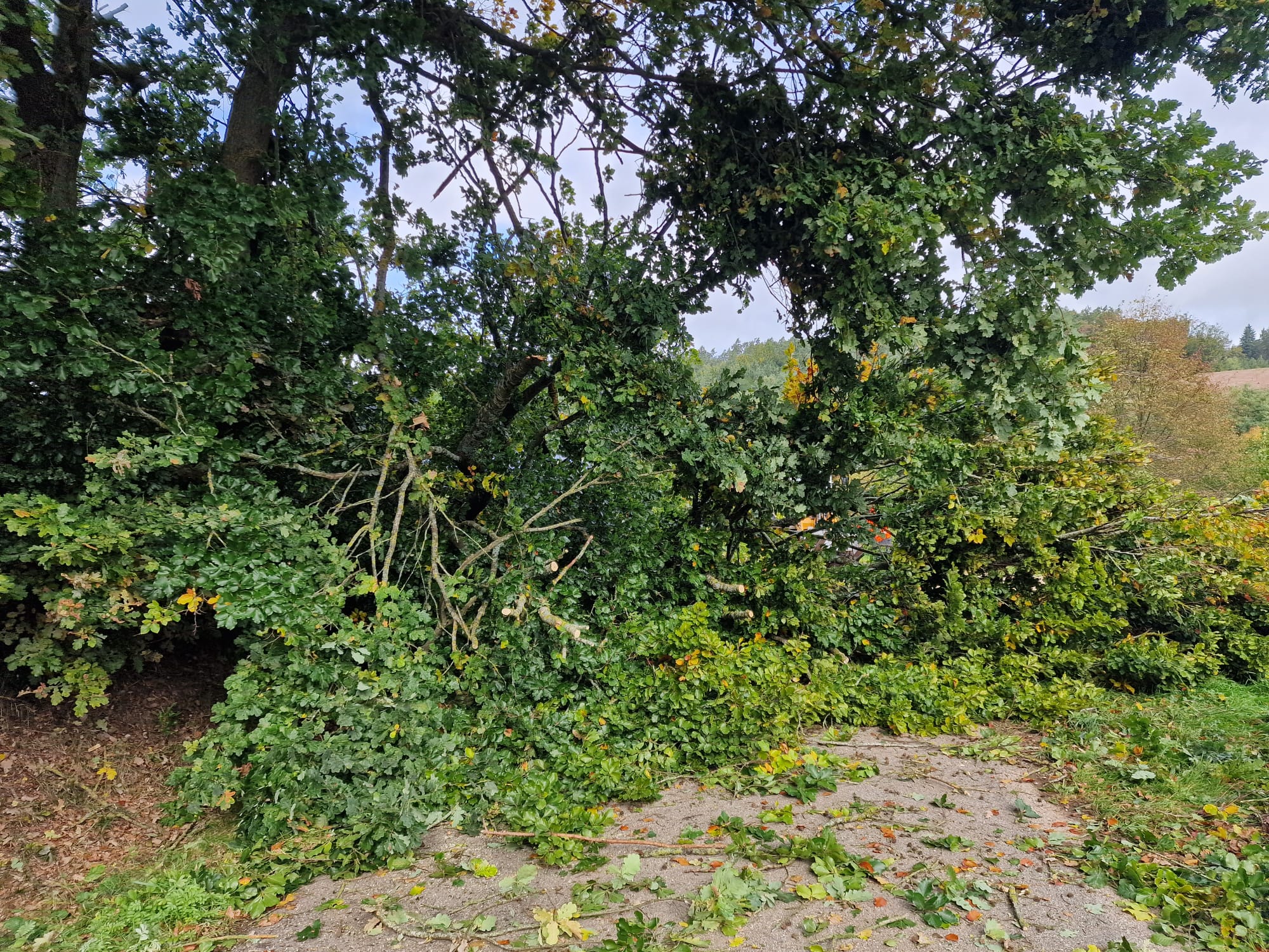 Einsatzfoto Baum auf Straße